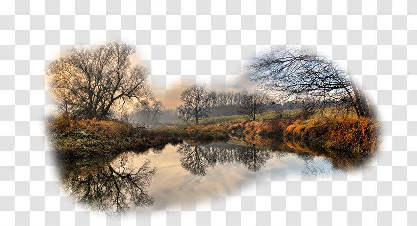 Tree Landscape HVGA 1080p Wallpaper - Wide Vga Transparent PNG