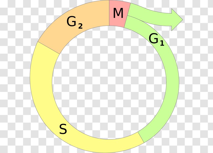 Cell Cycle Mitosis Interphase G1 Phase - Meiosis Transparent PNG