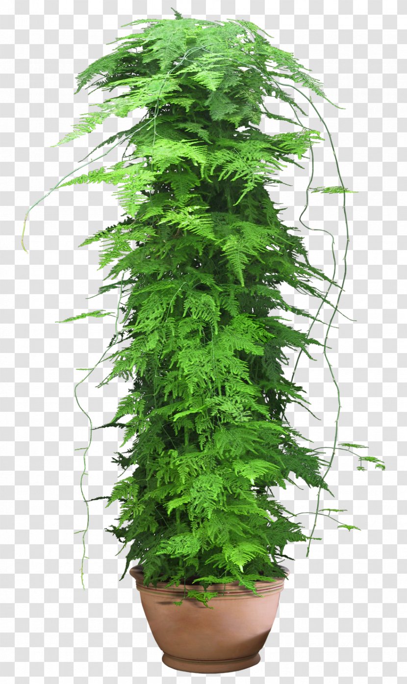 Houseplant Clip Art - Flower - Potted Plant Transparent PNG