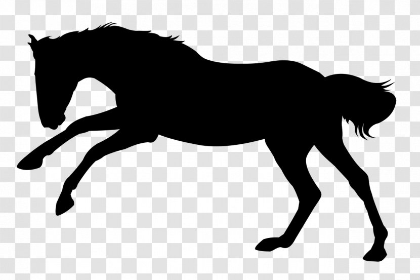 Hair Cartoon - Black - Colt Livestock Transparent PNG