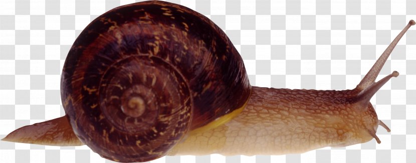 Cornu Aspersum Burgundy Snail Slug Transparent PNG