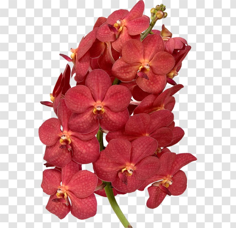 Moth Orchids Petal Waling-waling Cut Flowers Transparent PNG