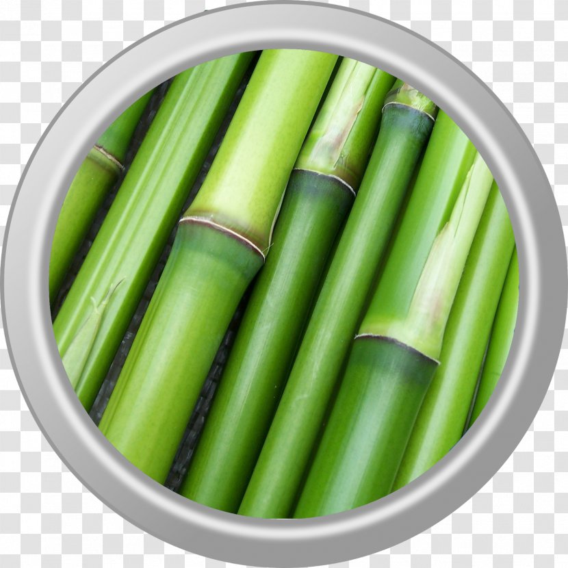Bamboo Image Plants Stock.xchng Photograph Transparent PNG