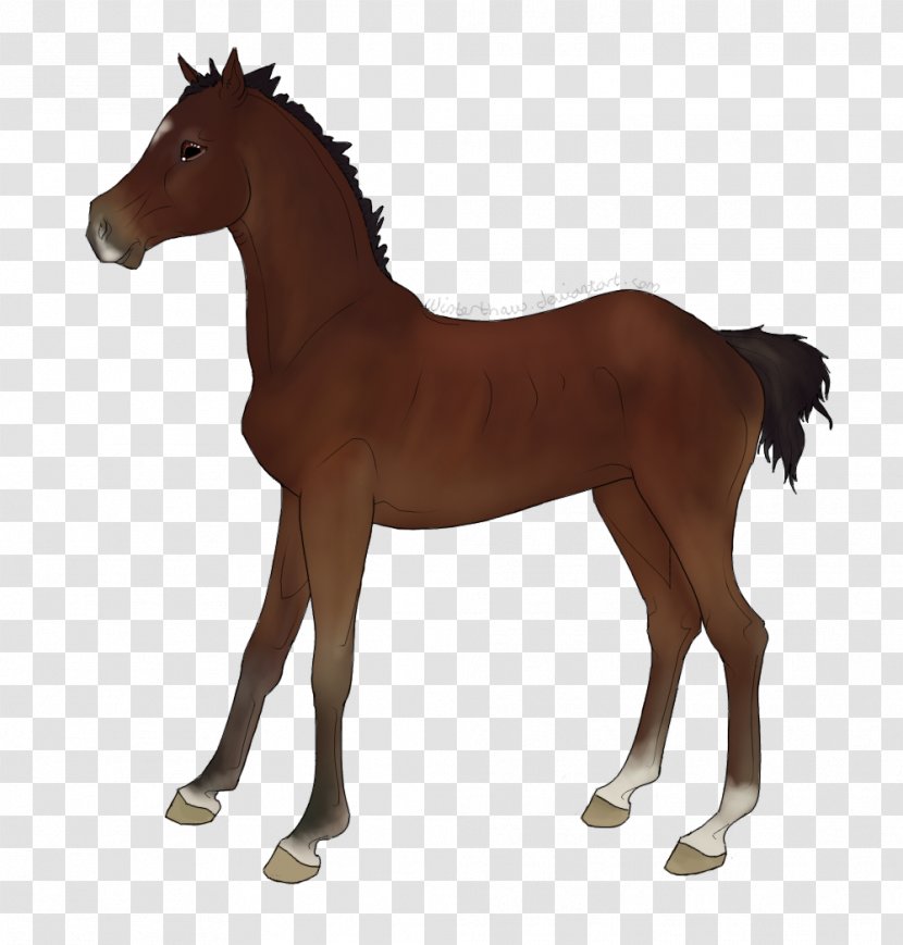 Mustang Foal Mare Stallion Pony - Neck Transparent PNG