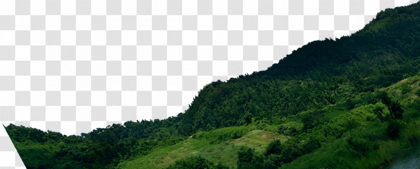 Tree Wallpaper - Green - Mountain Transparent PNG