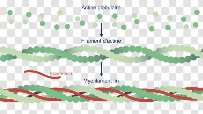 Myofilament Actin Myosin Cell Muscle Contraction - Heart - Atp Molecule Representation Transparent PNG