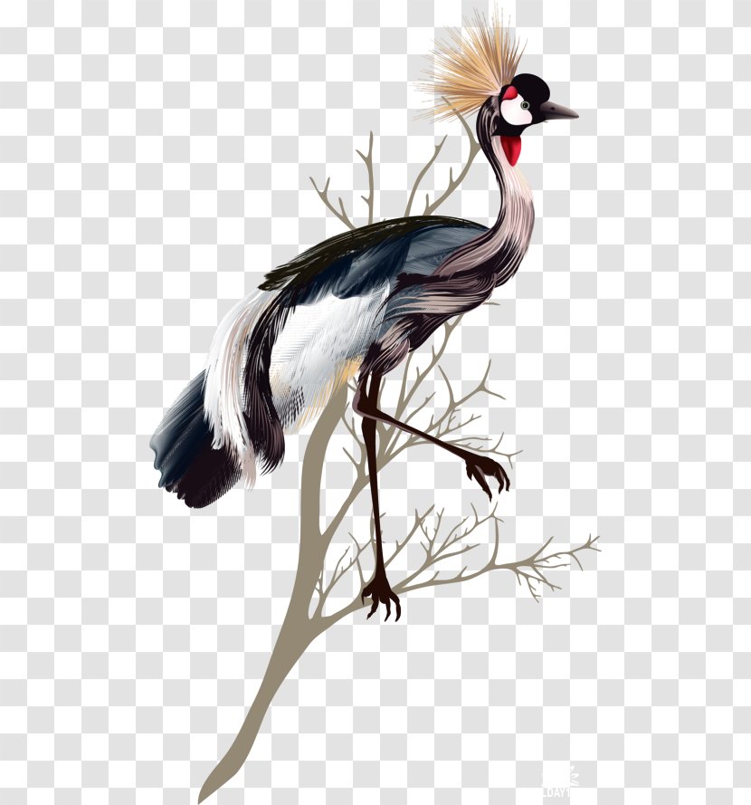 Crane Bird Feather - Like Transparent PNG