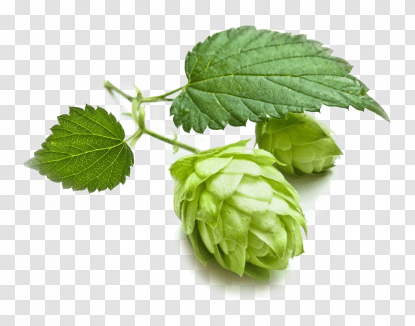 Beer Brewing Grains & Malts Hops Cascade Transparent PNG