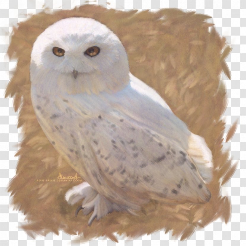Owl Harry Potter And The Deathly Hallows Hedwig Fictional Universe Of - Drawing Transparent PNG