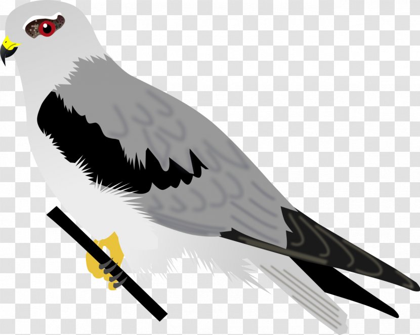 Bird Of Prey Accipitriformes Beak Hawk - Kite Transparent PNG