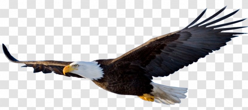 Eagle Flight Bird - Lossless Compression Transparent PNG