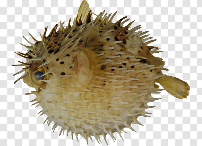 Pufferfish Long-spine Porcupinefish Fugu Spot-fin - Longspine - Puffer Fish Transparent PNG