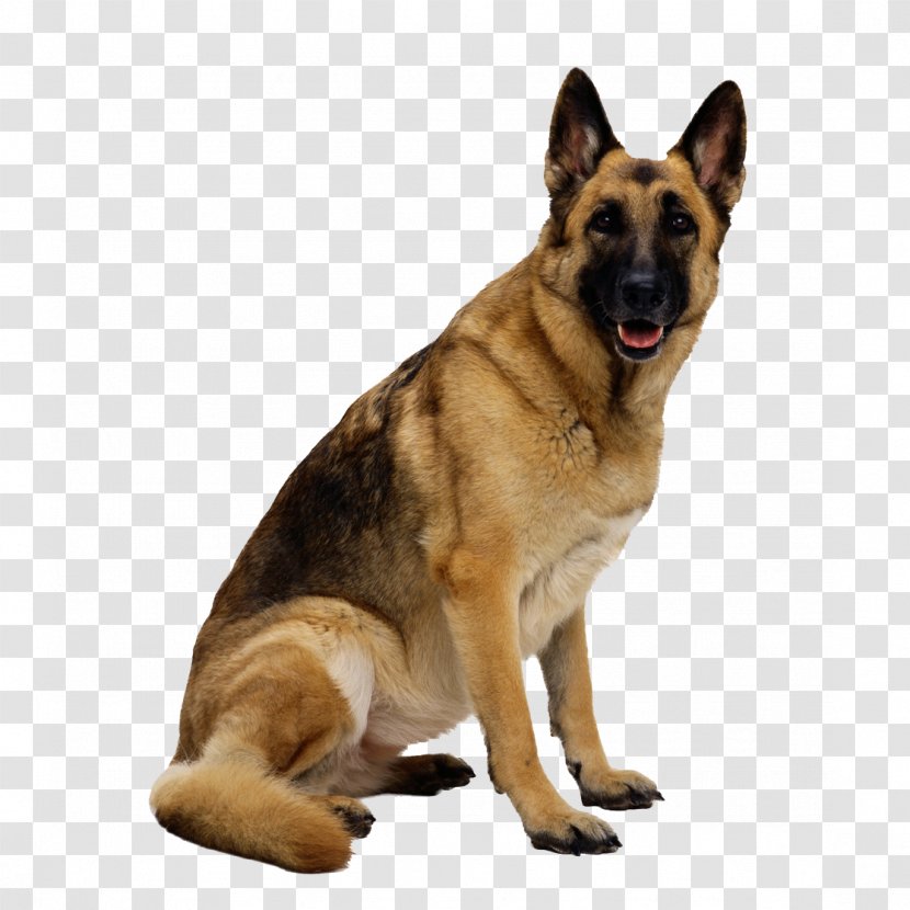 shepherd bernese mountain dog