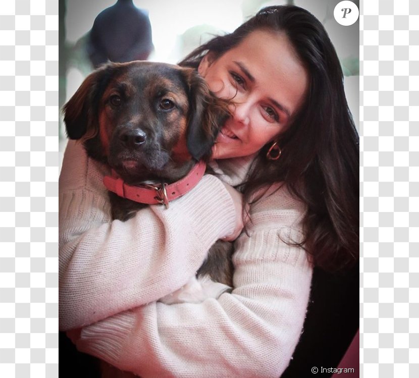 Pauline Ducruet Dog Breed Puppy Sporting Group Daughter Transparent PNG