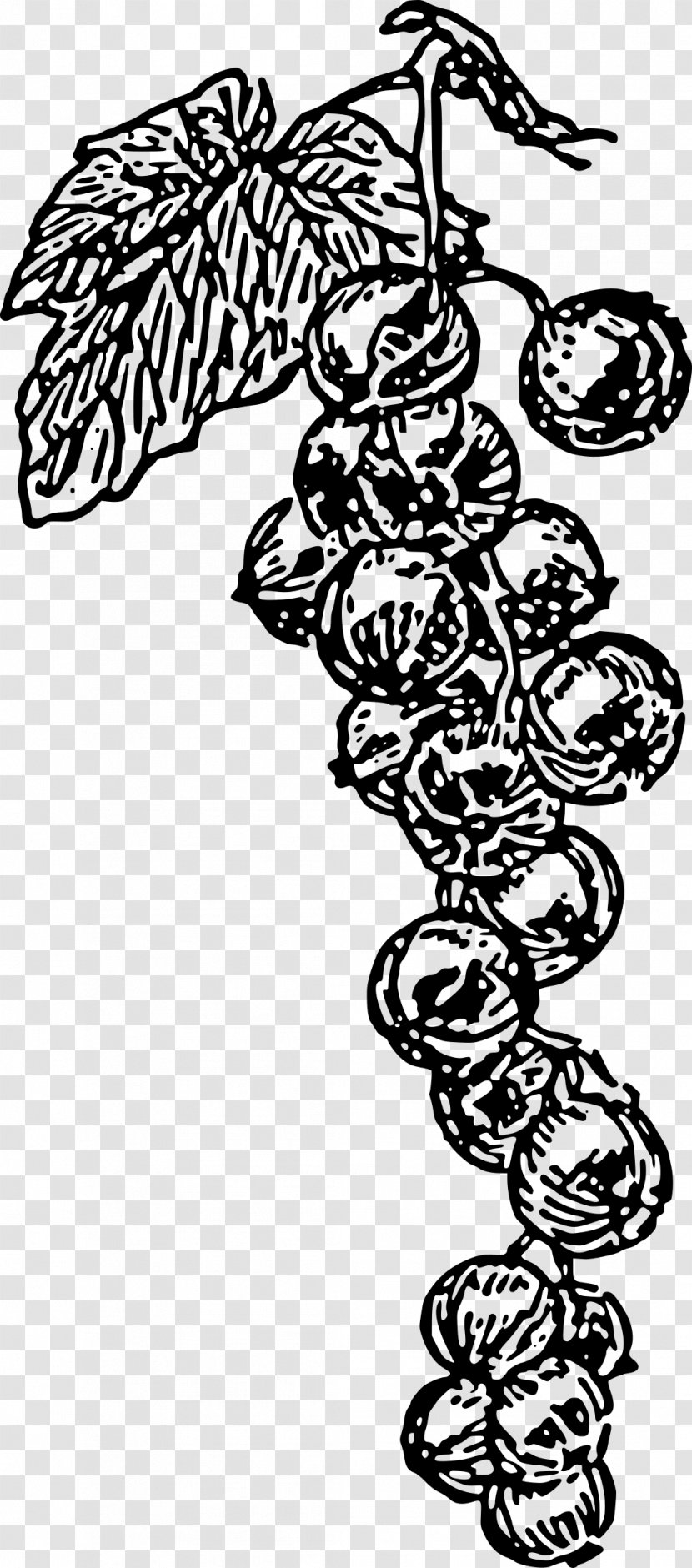 Common Grape Vine Zante Currant Clip Art - Vertebrate - Blackcurrant Transparent PNG