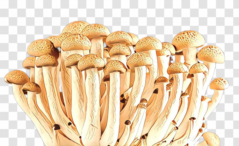 Mushroom Pleurotus Eryngii Champignon Mushroom Edible Mushroom Enokitake Transparent PNG
