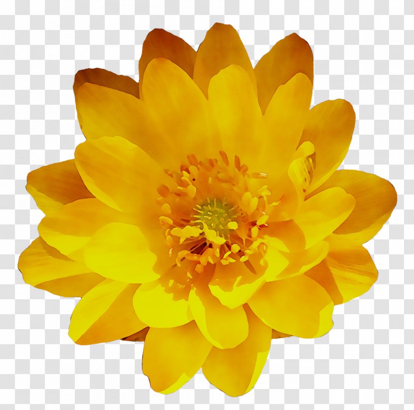 Chrysanthemum Yellow - Perennial Plant - English Marigold Transparent PNG