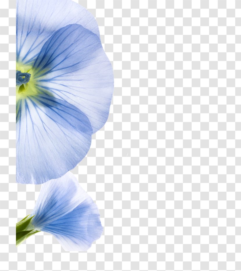 Pansy Professional Network Service LinkedIn Hair - Petal - Brown Transparent PNG