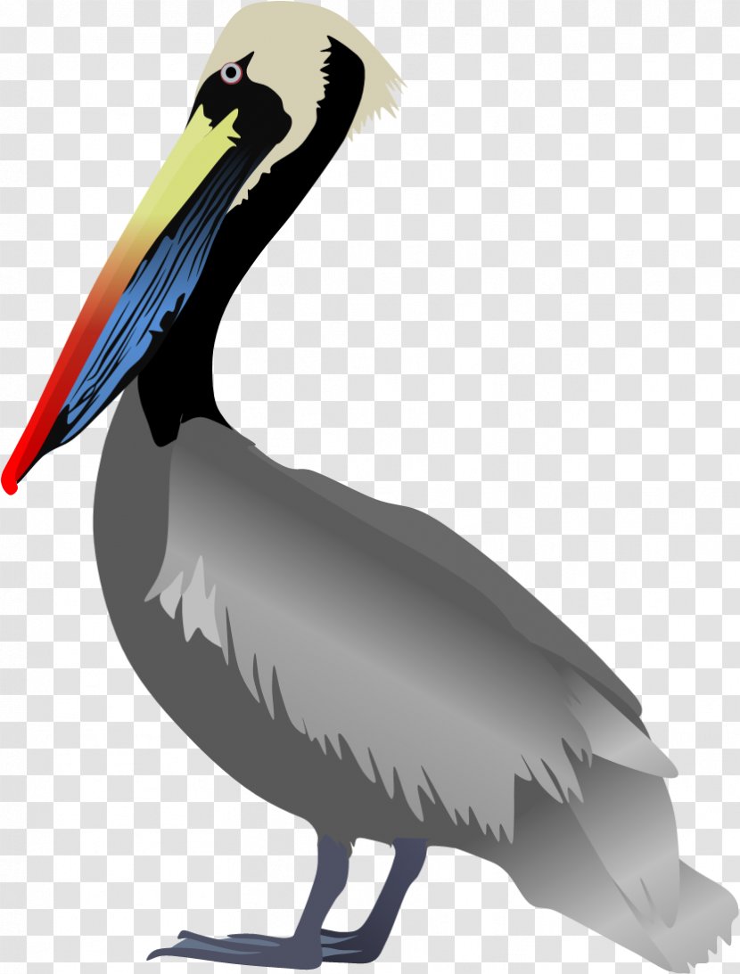 Bird Peruvian Pelican Great White American Spot-billed - Australian Transparent PNG