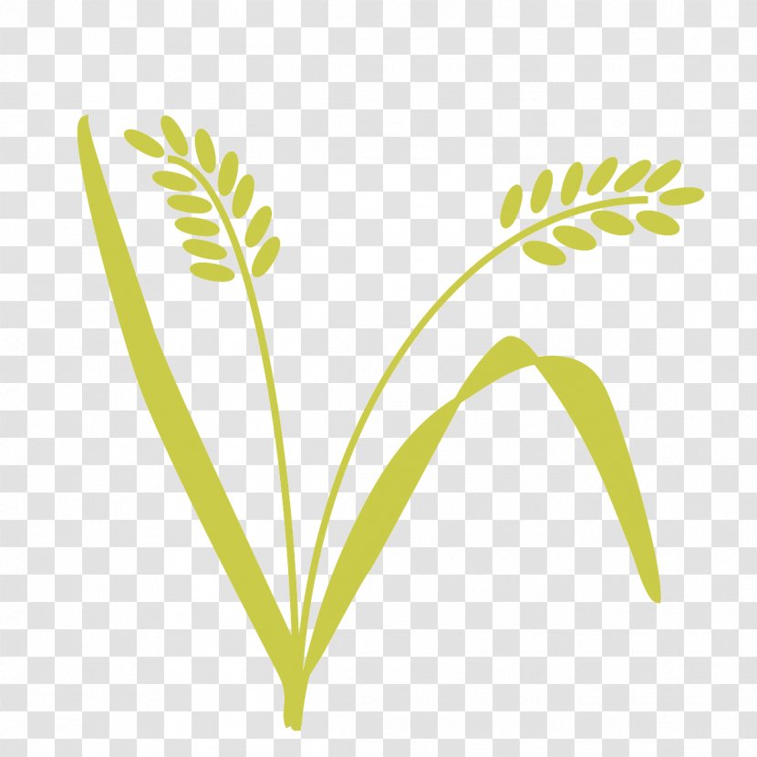 Leaf Grasses Plant Stem Tree - Grass Family - Shared Value Transparent PNG