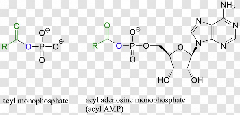 Amide Peptide Bond Amino Acid Functional Group Transfer RNA - Amine - Adenosine Monophosphate Transparent PNG
