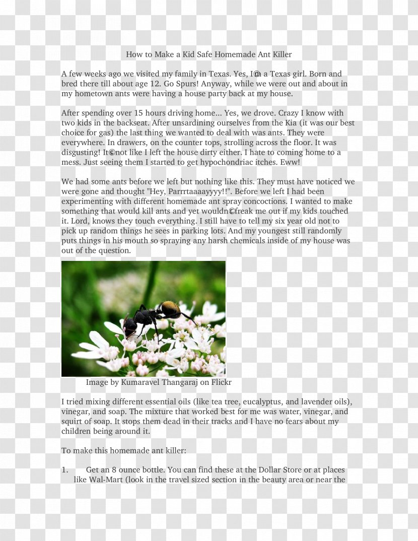 Plant Brochure Feudalism Dream Font - Anteater Transparent PNG