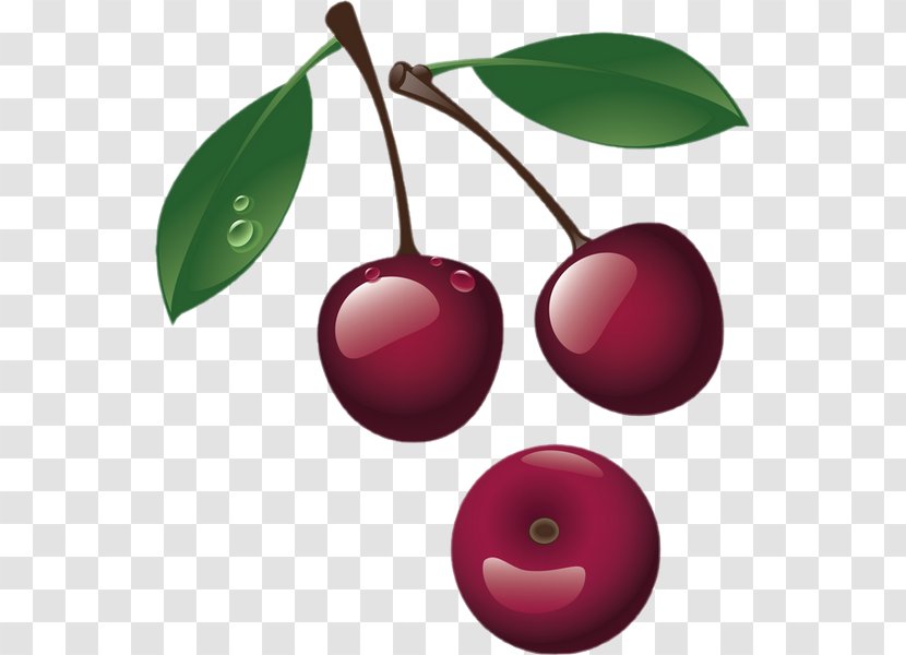 Sweet Cherry Cerasus Berry Clip Art Transparent PNG