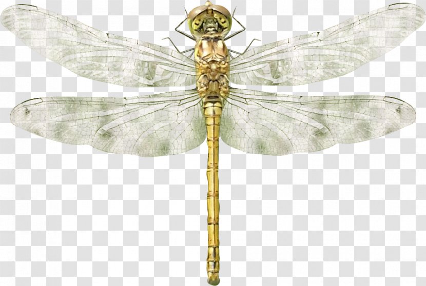 Dragonfly Material - Dragonflies And Damseflies Transparent PNG