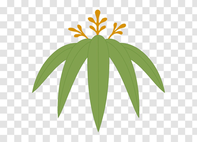 Illustration Leaf Graphics Plants Design - Plant - Tree Transparent PNG
