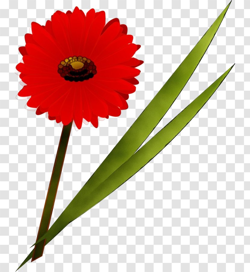 Flower Gerbera Barberton Daisy Plant Flowering - Cut Flowers - Stem Family Transparent PNG
