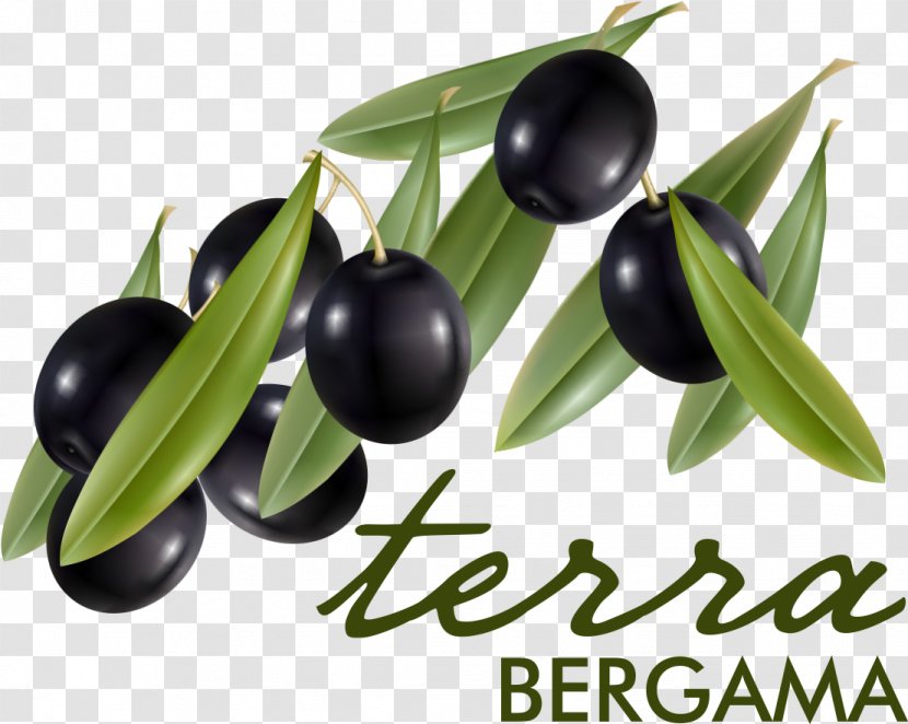 Olive Oil Yukarıkırıklar Köyü Branch Bergama - Plant Transparent PNG