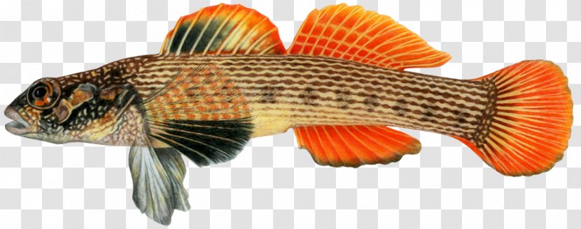 Okaloosa Darter Fish Animal Wedding - Figure - Striped Transparent PNG