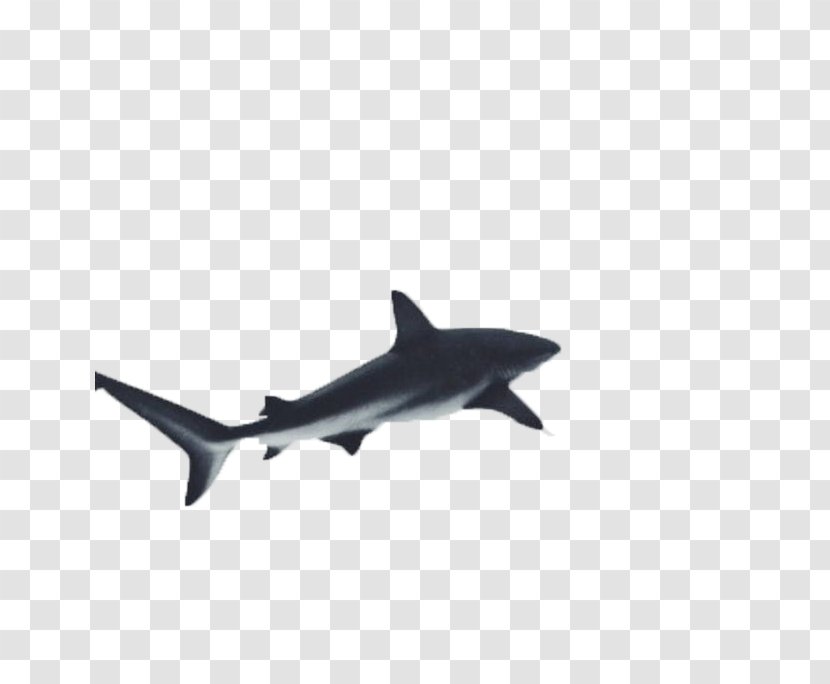 Great White Shark Underwater Photography - Salmon - Black Free Buckle Photos Transparent PNG
