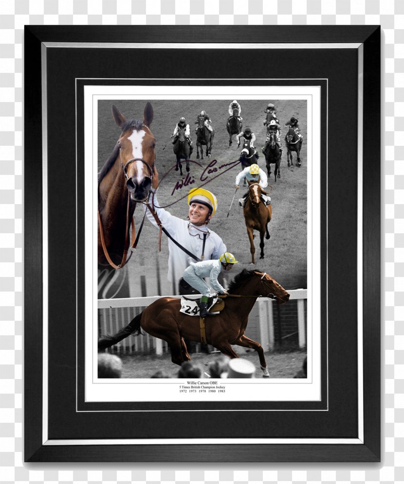 Jockey 2010 Grand National Queen Mother Champion Chase King George VI Horse Racing - Pack Animal - Race Transparent PNG