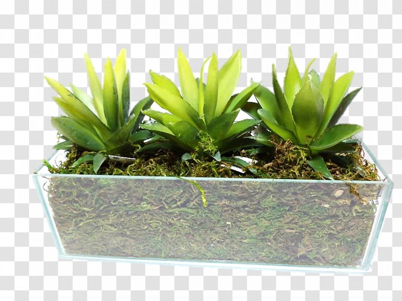 Houseplant Flowerpot - SUCULENTA Transparent PNG