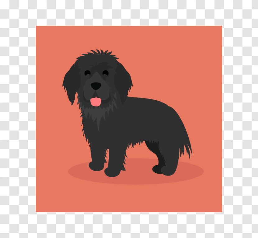 Schnoodle Affenpinscher Puppy Newfoundland Dog Havanese - Companion Transparent PNG