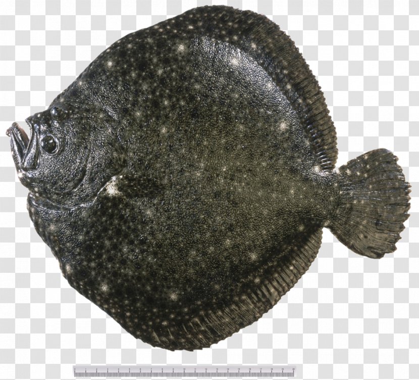 Flounder Ceviche Sole Tilapia Turbot - Fish Transparent PNG