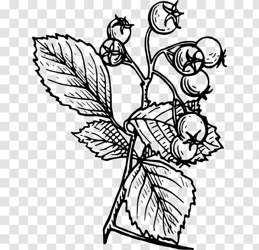 Hawthorn Drawing Tree - Monochrome Transparent PNG
