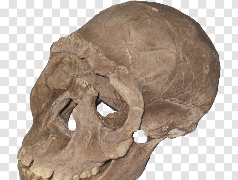 Neanderthal Skull Homo Sapiens Primate Archaic Humans - Human Evolution Transparent PNG