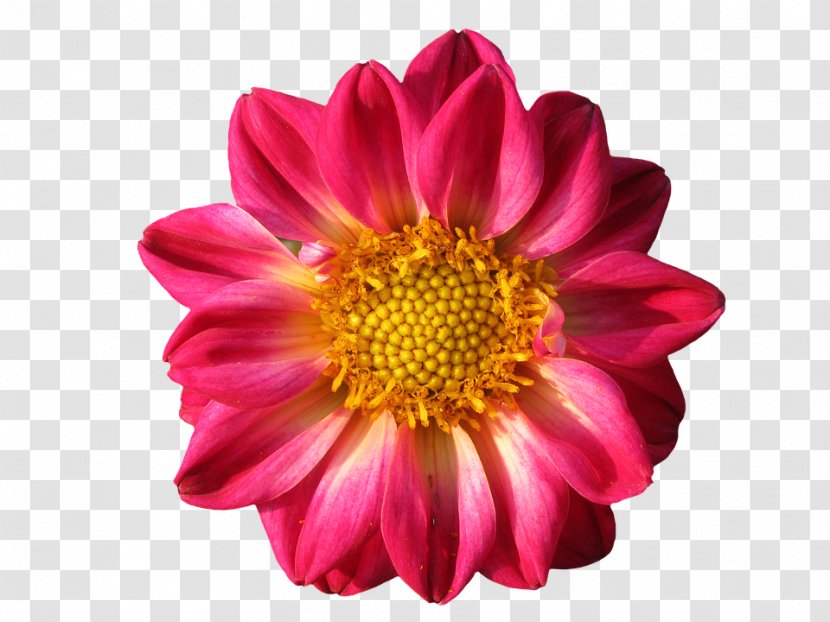 Dahlia Flower Yuno Gasai - Close Up - Gazania Pic Transparent PNG