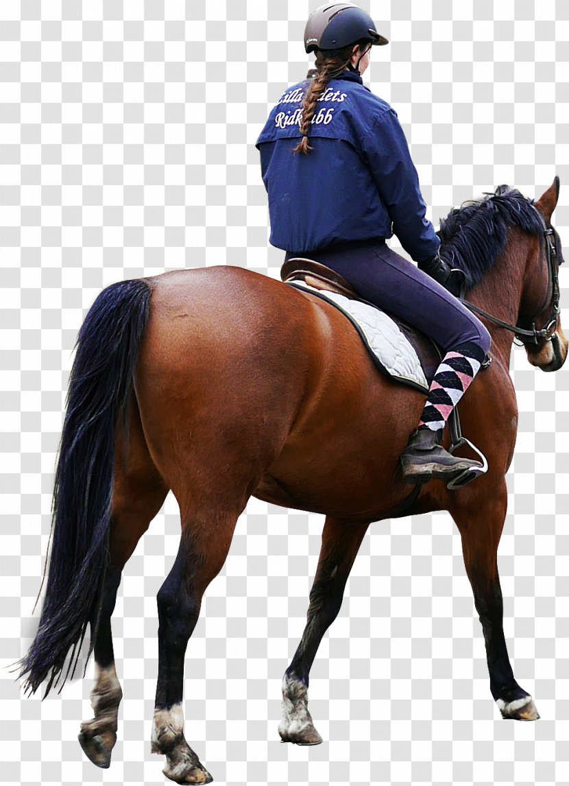 Horse Equestrian - Photoscape - Rider Transparent PNG