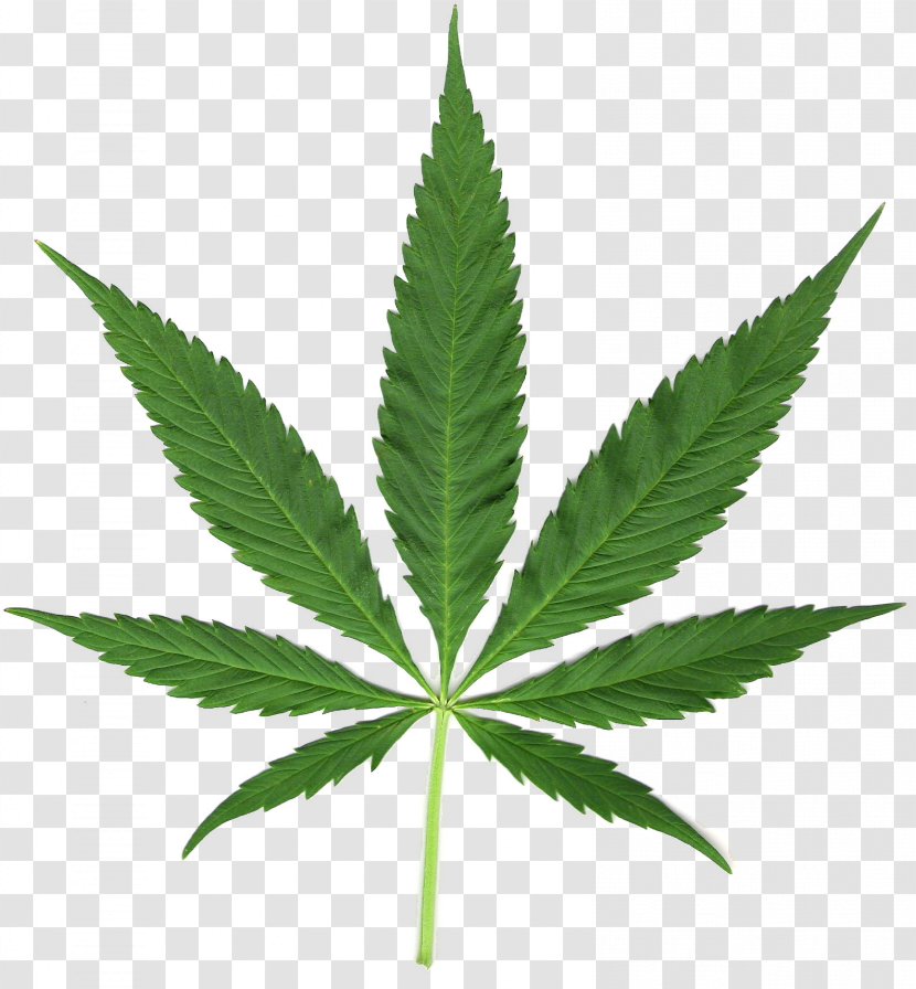 Cannabis Sativa Medical Tetrahydrocannabinol Marijuana - Drug - Hemp Transparent PNG