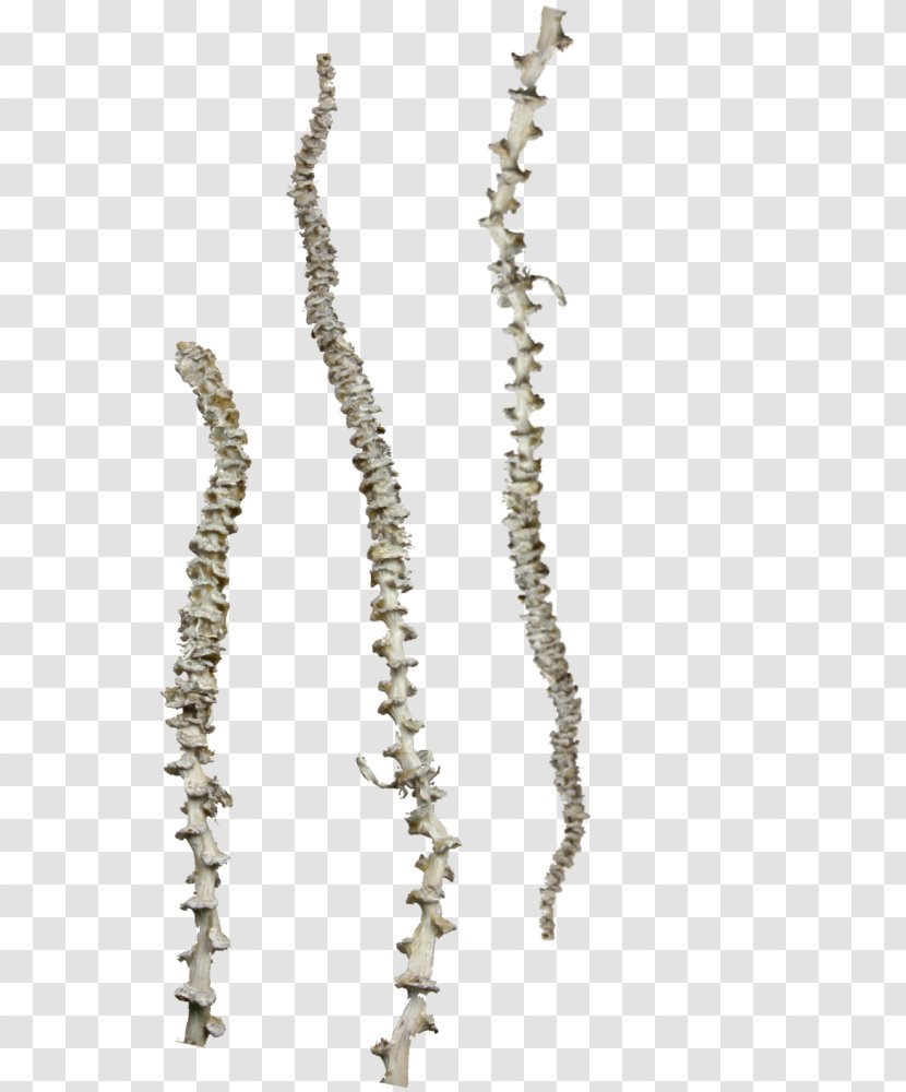 Necklace Body Jewellery Pearl Transparent PNG