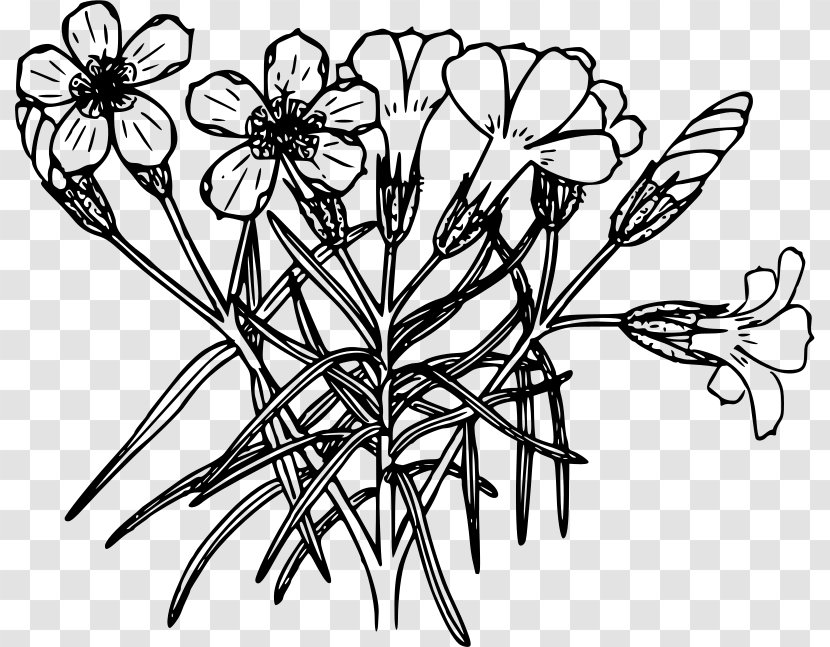 Drawing Line Art Coloring Book - Monochrome - Plant Transparent PNG