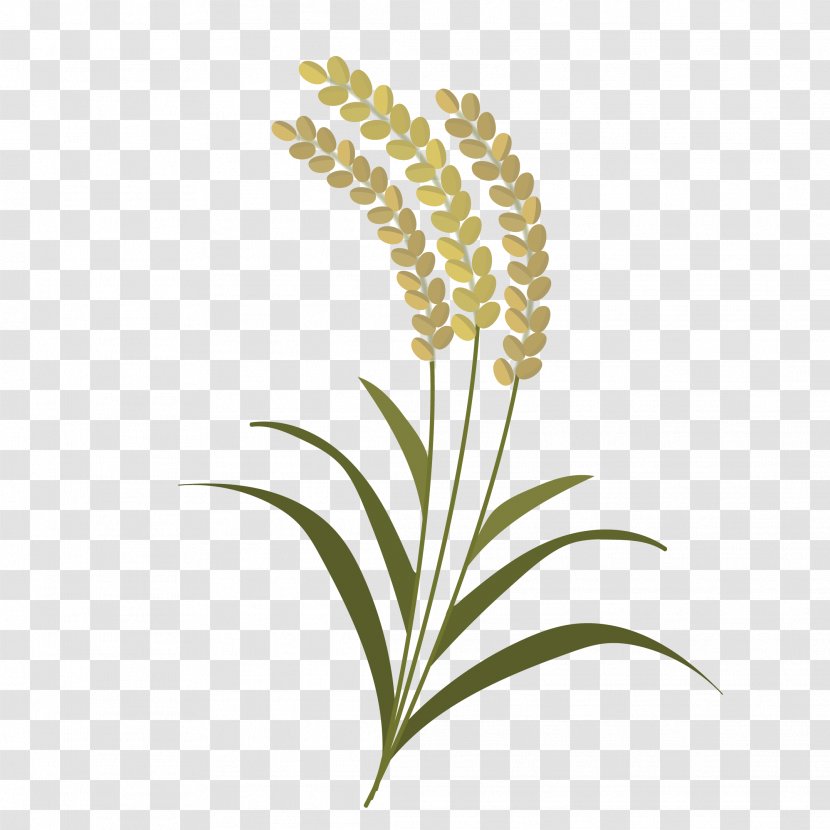 Grasses Leaf Commodity Plant Stem - Flowering - Rice Transparent PNG