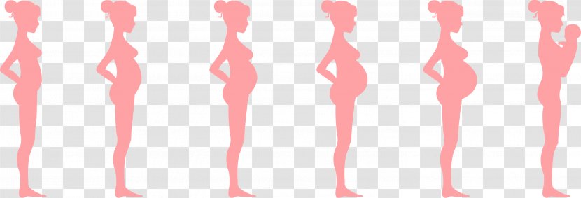 Pregnancy Month Prenatal Development Fetus Childbirth - Flower - Time Transparent PNG