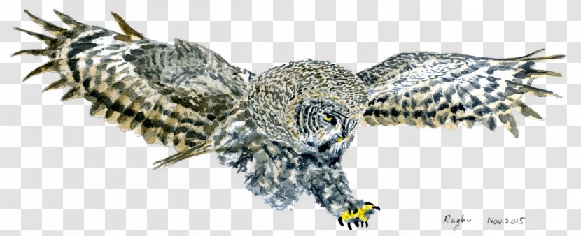 Bald Eagle Hawk Owl Buzzard Beak - Wing - Grey Transparent PNG