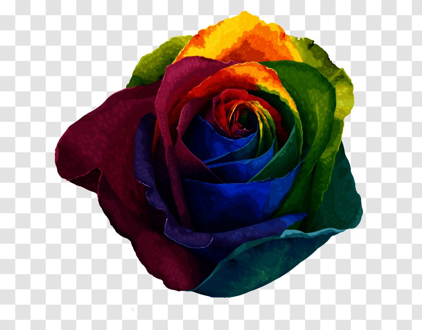Rainbow Rose Beach Centifolia Roses Garden Pigment - Color Transparent PNG