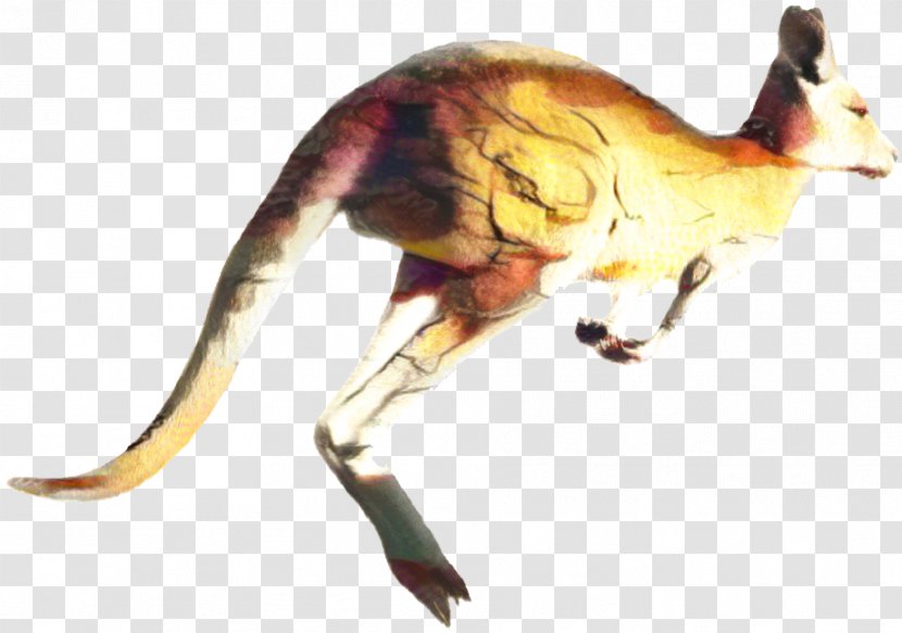 Macropods Kangaroo Clip Art Image - Marsupial - Macropodidae Transparent PNG