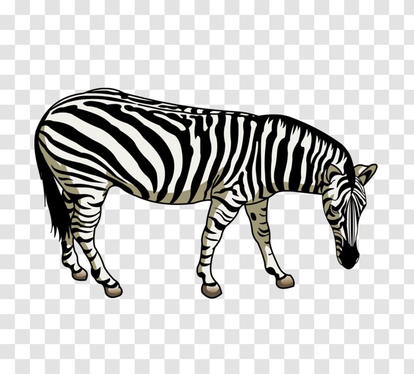 Quagga Horses Zebra Zebroid - Horse Transparent PNG